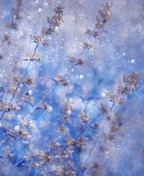 Azul invernal resplandeciente
