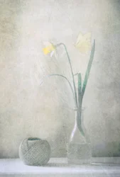 Mariposa del narciso de primavera