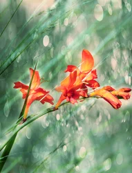 Flores de jardín de un naranja intenso