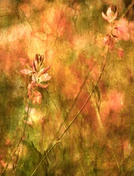 Cálidas flores silvestres de otoño