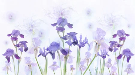 Lirios lavanda de ensueño