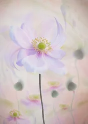 Anémona en tonos pastel de ensueño