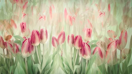 Tulipanes rosas de ensueño