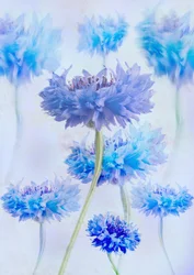 Acianos azules etéreos