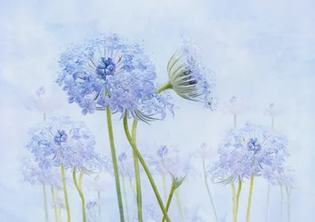 Flores azules etéreas