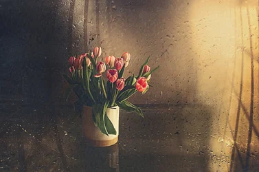 Tulipanes rosas a la luz de la mañana