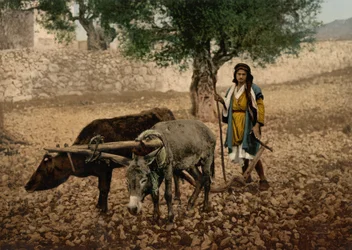 Nativo de Palestina trabajando con un buey y un asno, Tierra Santa, c.1890-c.1900 (impresión fotocromática)