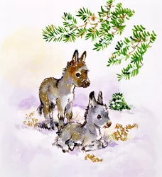 Burros