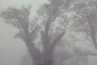 Árbol con abrigo y niebla, 2016 (digital photograph)
