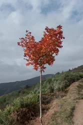 Árbol corazón, 2016 (digital photograph)
