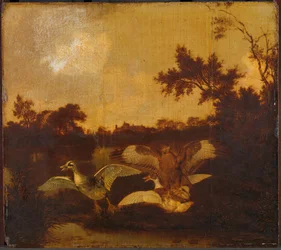 Un buitre ataca a dos patos