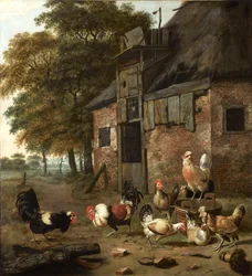 Corral de aves con dos gallos peleando