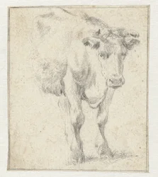 Estudio de una vaca