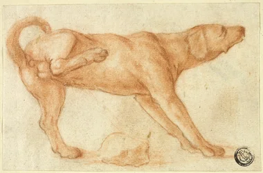 Perro orinando en una roca