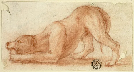 Perro peludo saltarín
