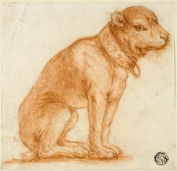 Perro sentado con collar