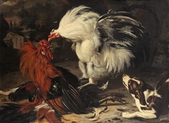 Dos gallos peleando y un perro mirando, un paisaje de parque más allá