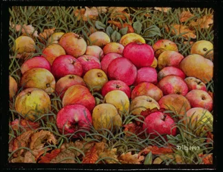 Manzanas Durnitzhofer, 1993