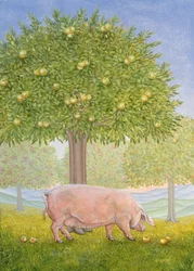 Cerdo del huerto derecho