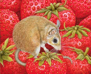 Ratón-Fresa