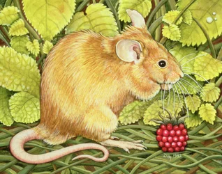 El Ratón de Frambuesa