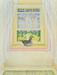 Gansos en la ventana