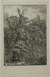 Gran árbol