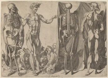 Esqueletos y Desollados, c. 1540-1545