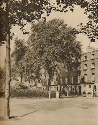 En la tierra de las casas de huéspedes: Los plátanos de Torrington Square