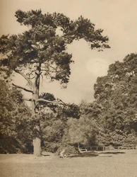 En Hadley Woods, Resto del antiguo bosque real de caza de Enfield Chase, c1935