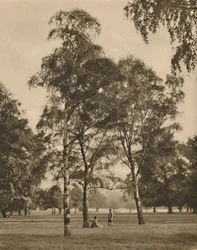 El encaje de las hojas: Una mañana de verano en Hyde Park, c1935