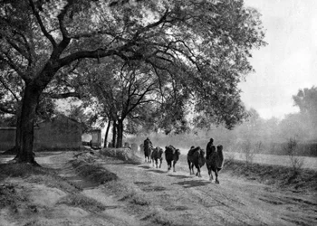 Caravana de camellos, Pekín