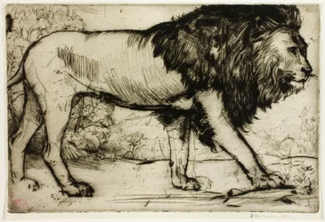 Un león