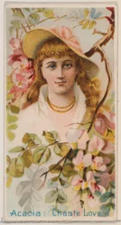 Acacia: Amor casto, de la serie Bellezas florales y lenguaje de las flores N75 para Duk..., 1892