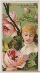 Rosa Belleza Americana: Timidez, de la serie Bellezas Florales y Lenguaje de las Flores