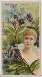 Heliotropo: Devoción, de la serie Bellezas Florales y Lenguaje de las Flores N75 para Du...