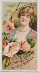 Glorias de la mañana: Lazos de afecto, de la serie Bellezas Florales y Lenguaje de las Flores...