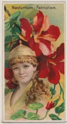 Capuchina: Patriotismo, de la serie Bellezas florales y lenguaje de las flores N75 para ..., 1892