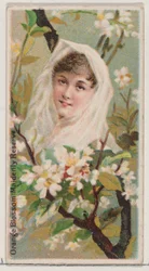 Flor de Azahar: Reserva de Doncella, de la serie Bellezas Florales y Lenguaje de las Flores, 1892