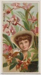 Orquídea: Confianza, de la serie Bellezas Florales y Lenguaje de las Flores N75 para la marca Duke, 1892