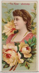 Rosa de té: Celos, de la serie Bellezas Florales y Lenguaje de las Flores N75 para Duke..., 1892