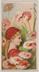 Margarita inglesa silvestre: Delicadeza, de la serie Bellezas florales y lenguaje de las flores, 1892