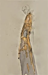 Figura dorada y esbelta