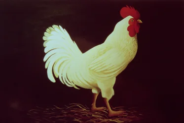 Gallo