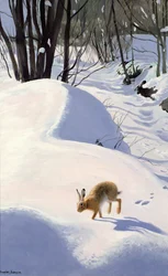 Liebre en la nieve