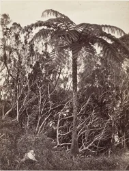 Helecho Arbóreo, 1863