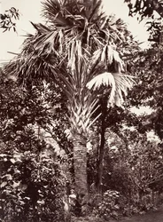 Gran Latanier, 1863.