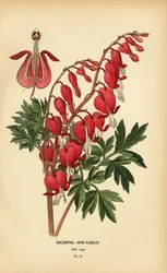 Corazón sangrante asiático, Lamprocapnos spectabilis.