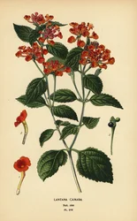 Salvia grande, ghaneri o tickberry, Lantana camara. Cromolitografía de una ilustración de Desire Bois de Edward Step