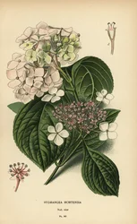 Hortensia de hoja grande, Hydrangea macrophylla.
